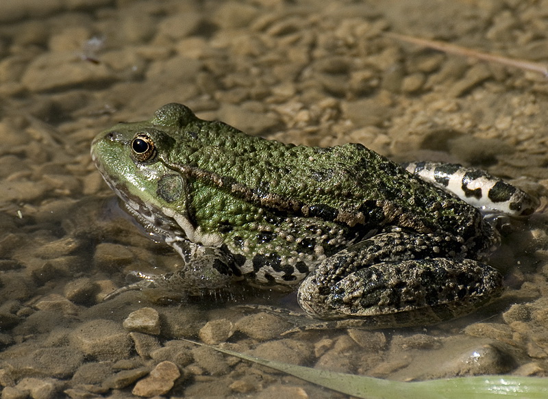 Provence 2014 +20140606_0913 als Smart-Objekt-1 Kopie.jpg - Und nebenan quackte der dicke Frosch am Teich